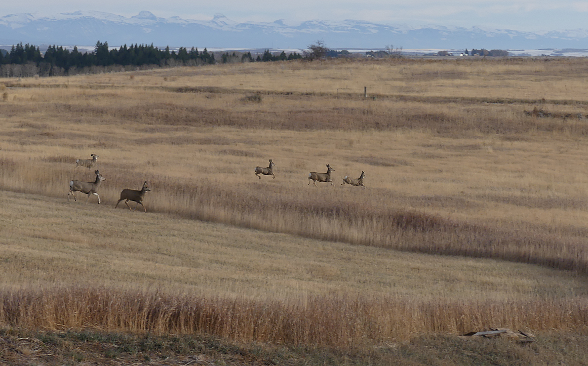 Mule deer from the deck