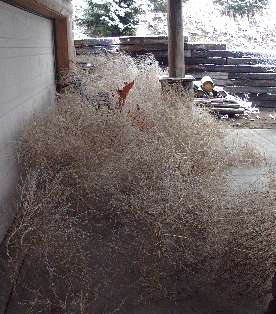 P1020294 Tumbleweeds after wind storm