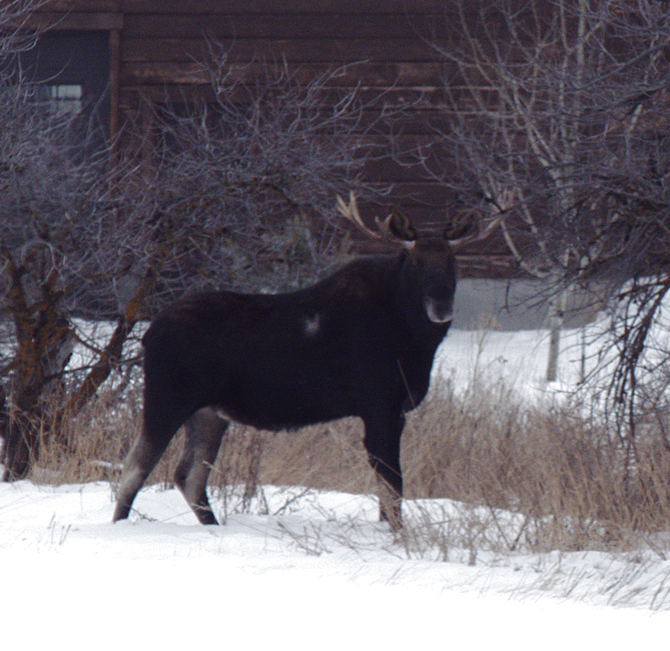 P1020434 Moose1