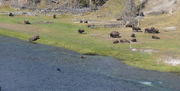 Along Yellowstone river