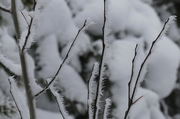 Frosty Aspen