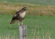 Hawk in Teton Valley