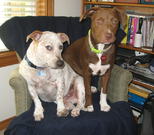 IMG 6067 mutts on office chair