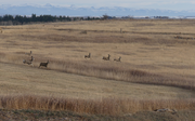 Mule deer from the deck