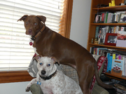 P1000676 mutts on office chair2