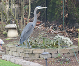 P1000720 Heron fishing in our pond