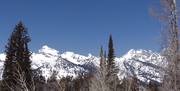 P1010886 Tetons and trees