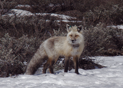 P1010892 Fox01