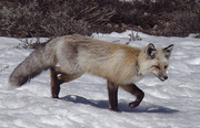 P1010893 Fox02