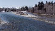 P1010898 Snake River Moose WY