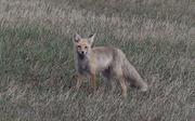 P1010904 Fox in the yard