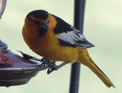 P1010916 Yellow bird on hummer feeder1