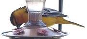 P1010920 Yellow bird on hummer feeder2