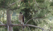 P1020006 Hawk in front tree1