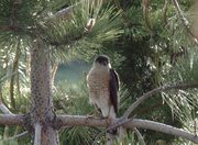 P1020008 Hawk in the front tree