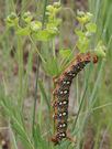 P1020043 caterpillar3