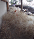 P1020294 Tumbleweeds after wind storm