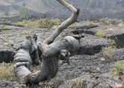 Tree at Craters of the moon